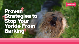 Proven Strategies to Stop your Yorkie From Barking