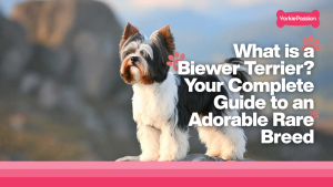 Biewer Terrier