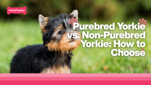 Purebred vs. Non-purebred Yorkie