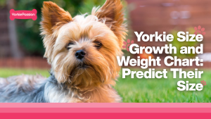 Yorkie Size Growth