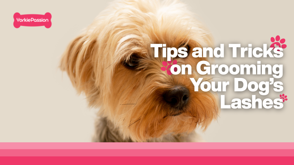 do dogs have eyelashes
