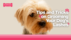 do dogs have eyelashes
