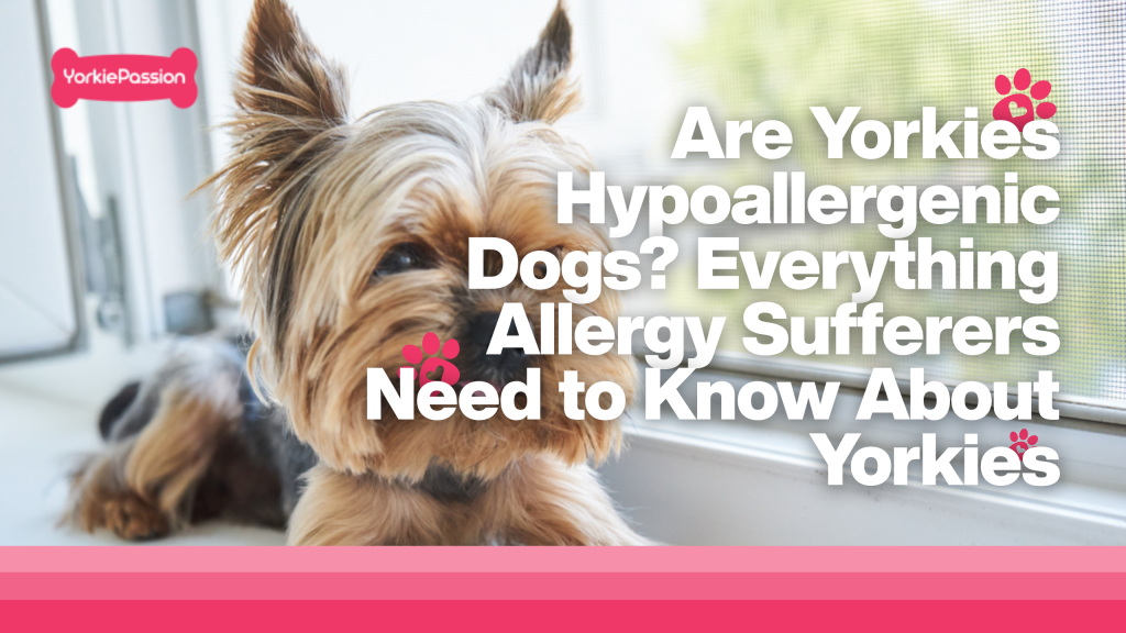 Yorkies Hypoallergenic dogs