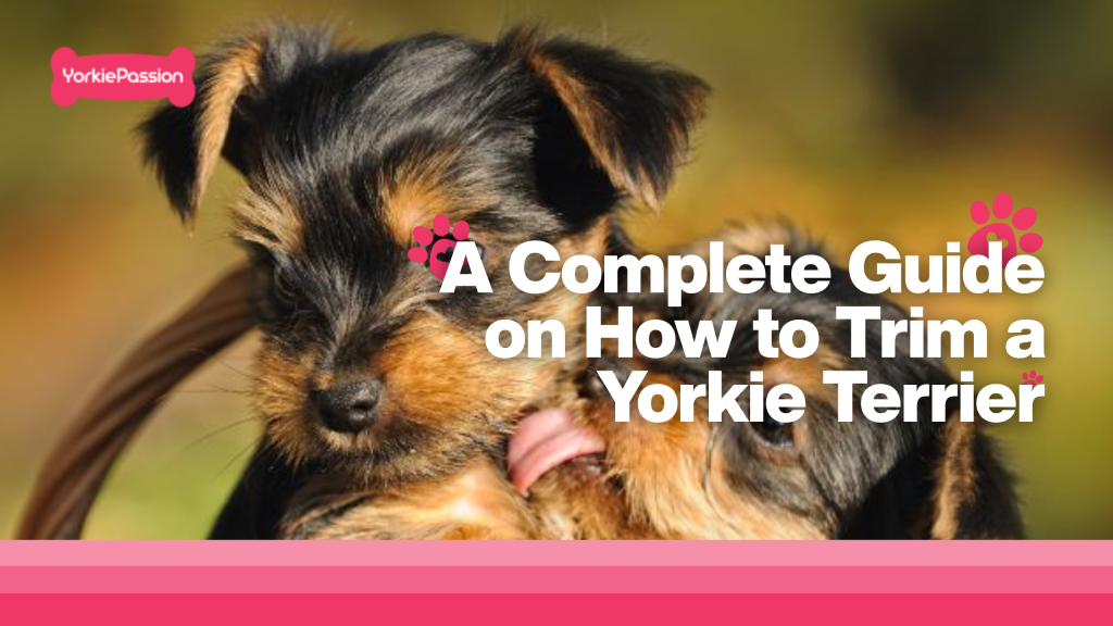 Trim a yorkie
