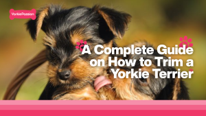 Trim a yorkie