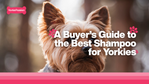 Best Shampoo for Yorkies