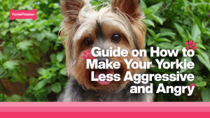 aggressive yorkie