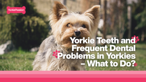 Yorkie teeth and dental problems