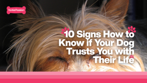 How to know if your yorkie trusts you