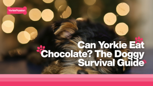 yorkie eat chocolate