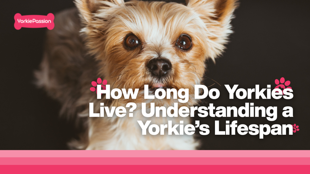 how long do yorkies live
