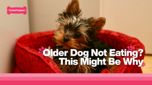 old dog not eating