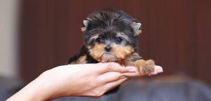 A cute yorkie and a hand