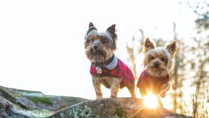 Two teacup yorkies