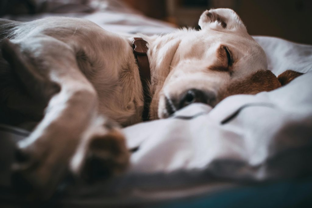 sick dog