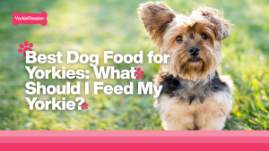 Best Dog Food for Yorkies