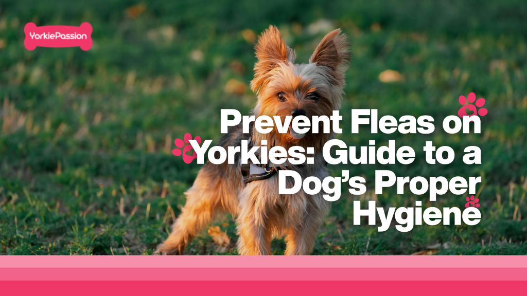 prevent fleas on Yorkies