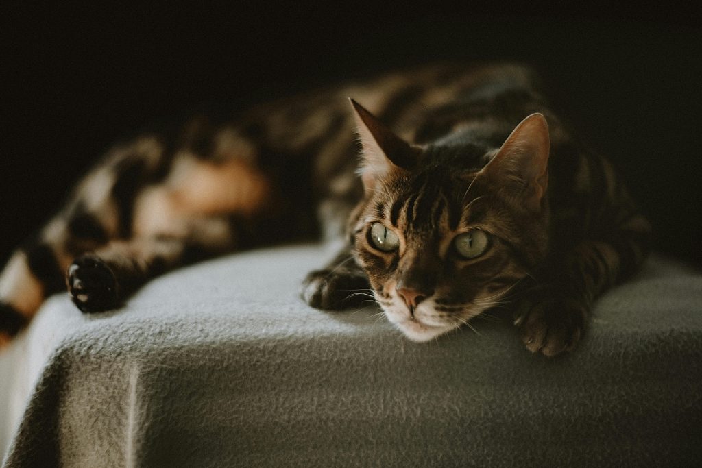 Black Bengal Cat