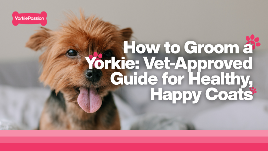 Groom a Yorkie