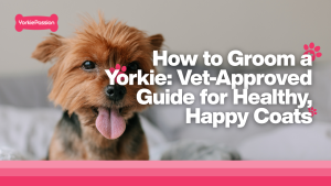 Groom a Yorkie