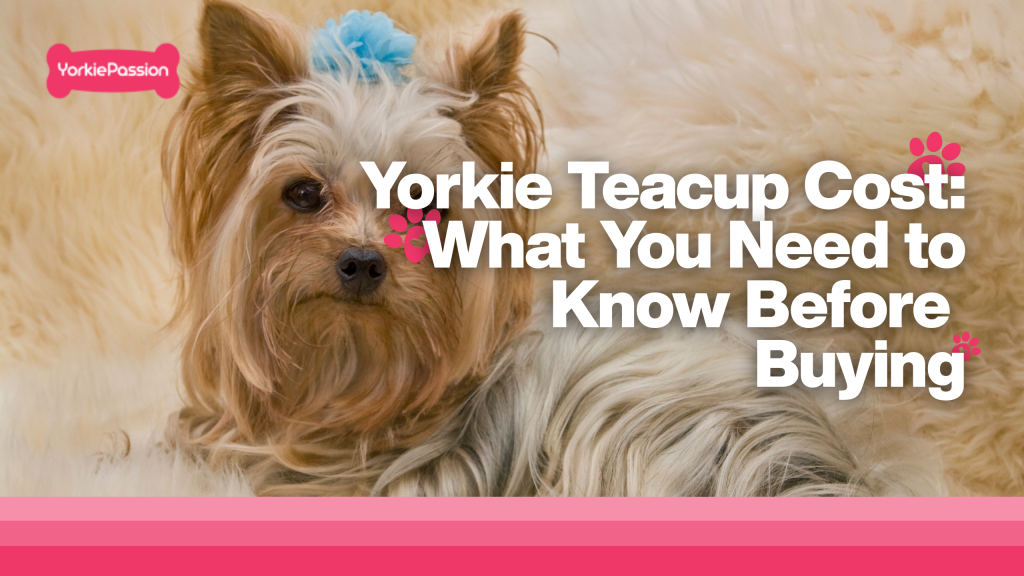 yorkie teacup cost