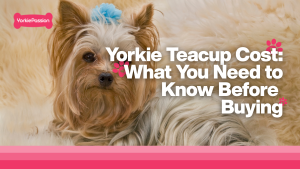 yorkie teacup cost