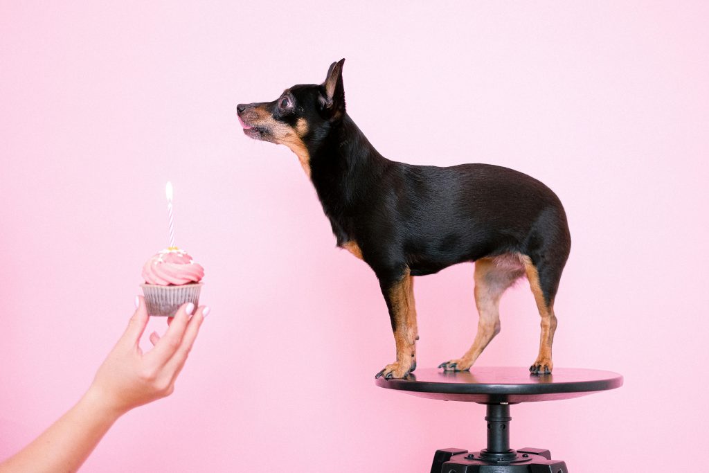 cupcake being handed to a dog