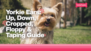 Yorkie ears