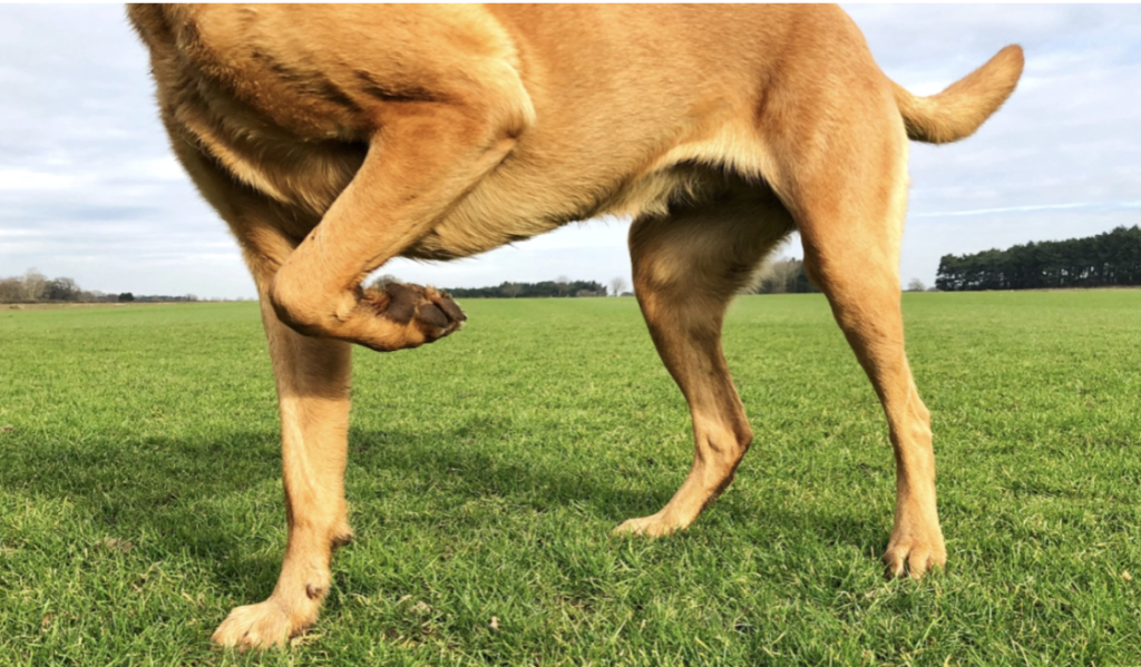 injured dog