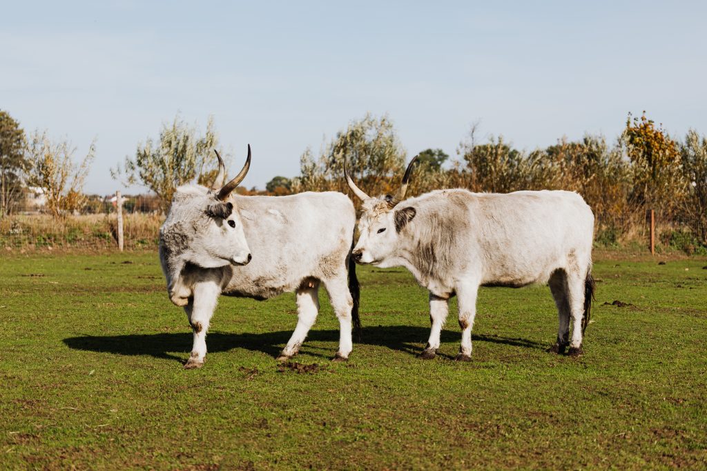 livestock