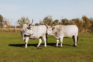 livestock