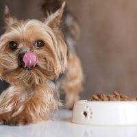 Yorkie Size Chart