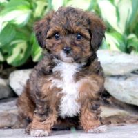 YorkiePoo