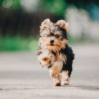 YorkiePoo